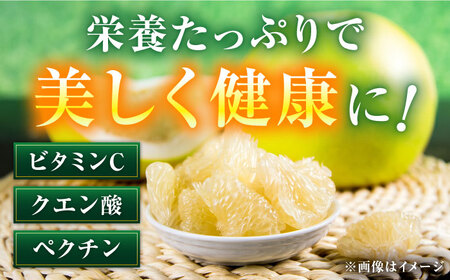 高知県産 水晶文旦 約3kg 6玉入 贈答用〈2026年9月下旬-11月上旬頃発送〉 /  高知 水晶 文旦 柑橘 果物 フルーツ くだもの 贈答 お中元 お歳暮 ギフト ぶんたん 【株式会社　四国健商】[ATAF032]