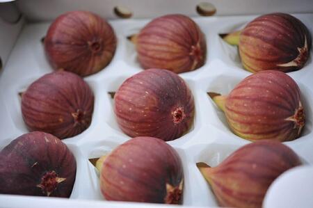 もぎたて朝どり完熟いちじく 秀品 約1kg 9～12玉 いちじく