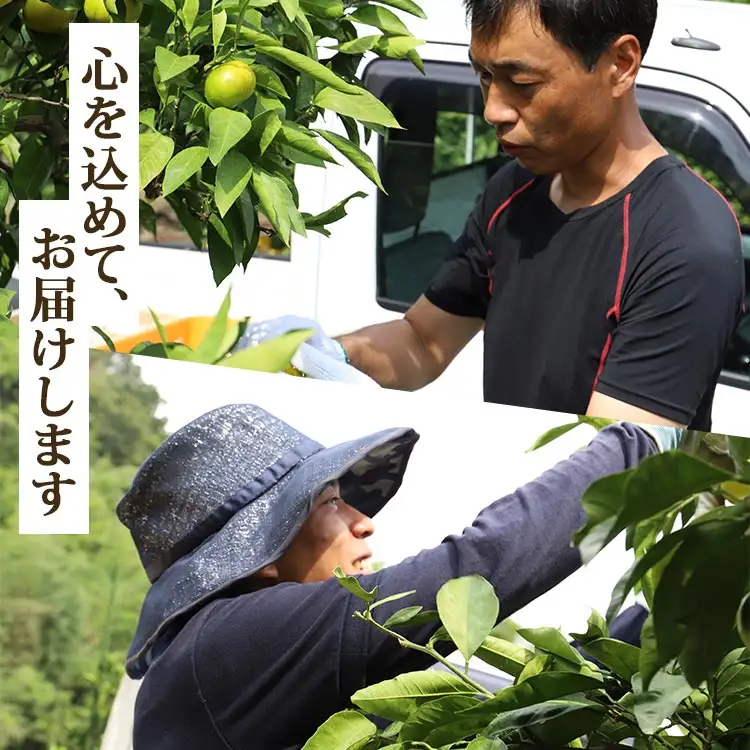 ≪先行受注≫山北みかん 約3kg ( 2S ～ Lサイズ ) ｜ みかん 甘い ku-0052