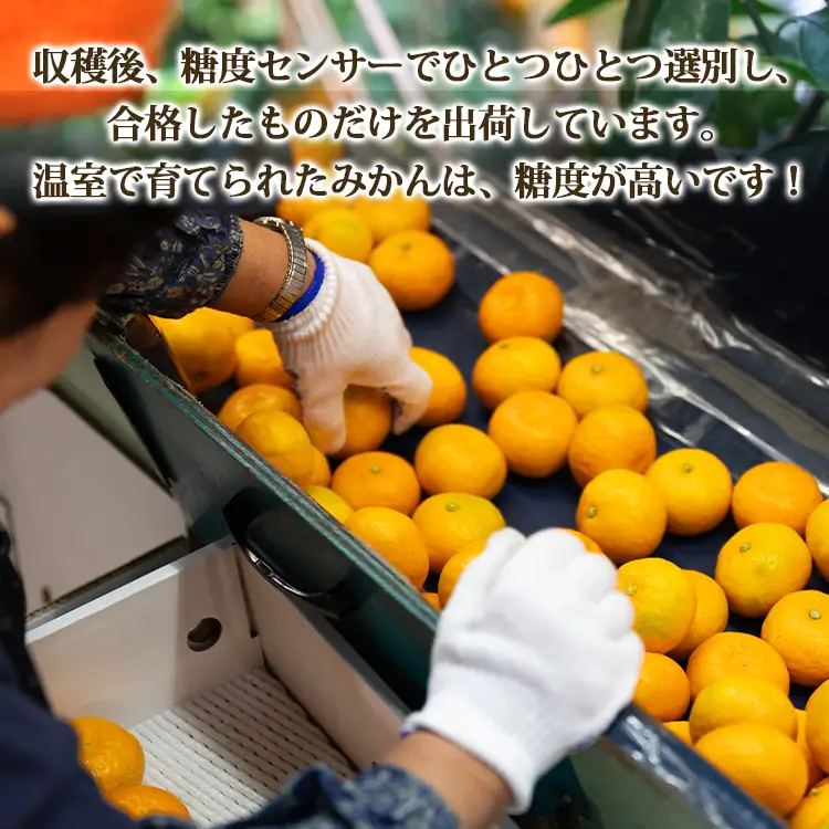 【秀品】山北温室みかん 約2.5kg ハウスみかん ku-0051