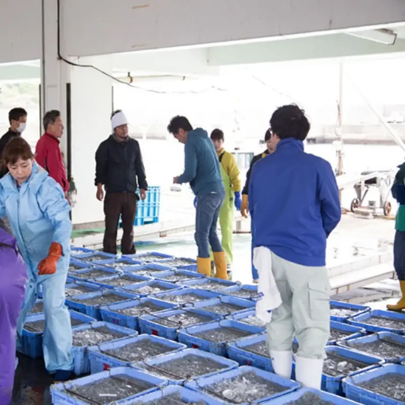 【セット】釜揚げしらす(200g×2) と ちりめん山椒(200g×2)【冷蔵】 無添加・無着色 しらす シラス 釜揚げ 小分け 冷蔵 ちりめん【mar107】