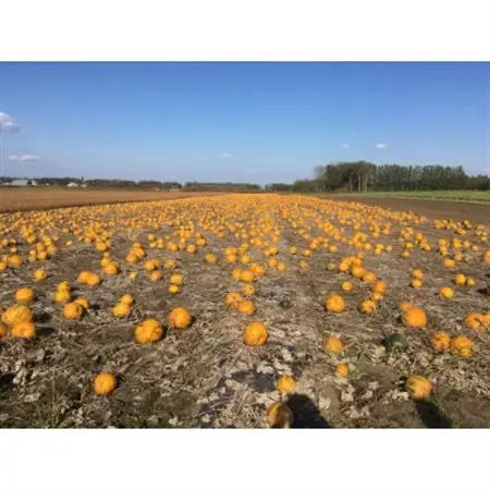 ペポカボチャの種(焙煎) 6袋入り_惣菜・加工品   _【1220367】