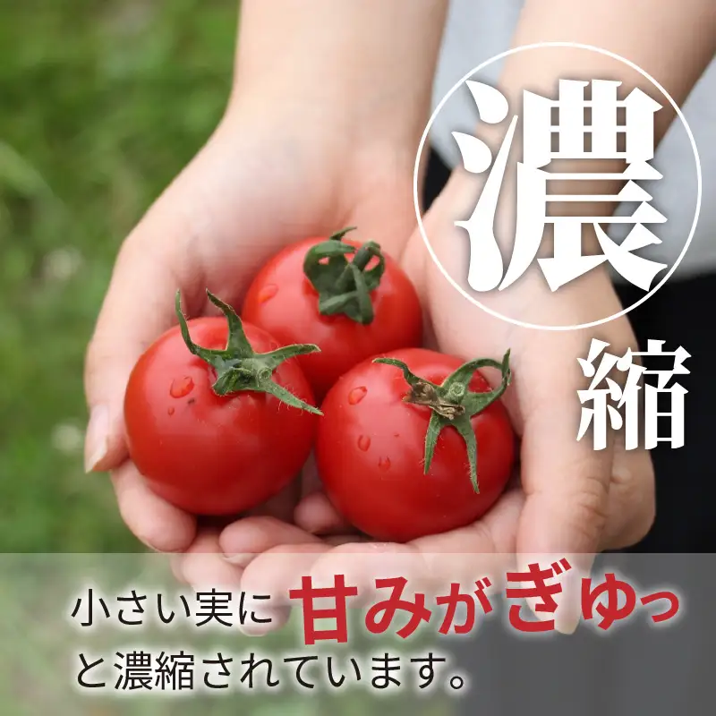 【トマト】高糖度やりすぎトマト 1kg（2026年12月上旬～発送）