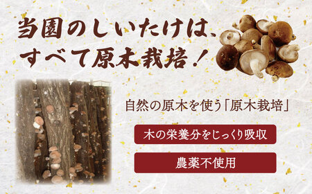 椎茸 原木栽培の生・乾しいたけセット　020-009