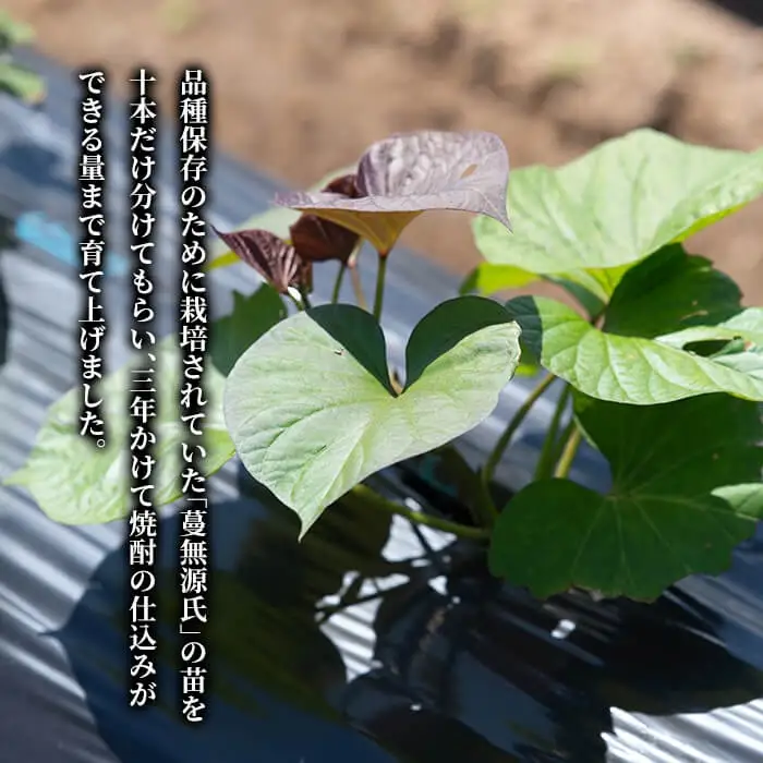 C-008 本格芋焼酎「蔓無源氏 原酒2本」【かれがぁの焼酎屋谷山酒店】焼酎 芋焼酎 本格芋焼酎 本格焼酎 酒 宅飲み 家飲み 詰め合わせ