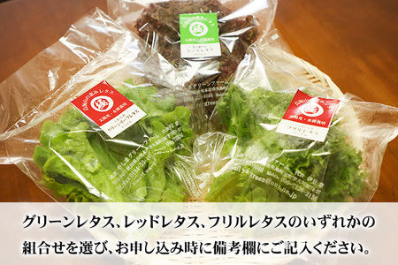リーフレタス各種 80g×4パック グリーンレタス フリルレタス レッドレタス