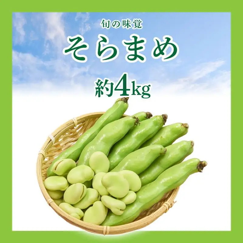 旬の味覚 そらまめ 約4kg【2027年4月下旬～2027年5月下旬配送】
