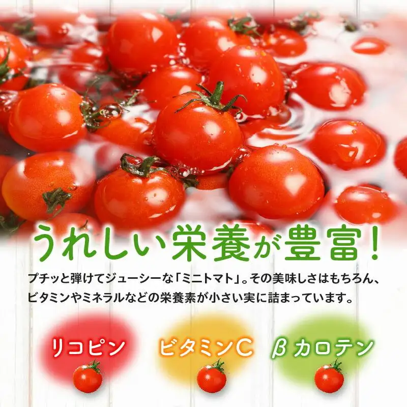 ミニトマト(バラ) 約3kg【2026-11月上旬～2027-6月中旬配送】