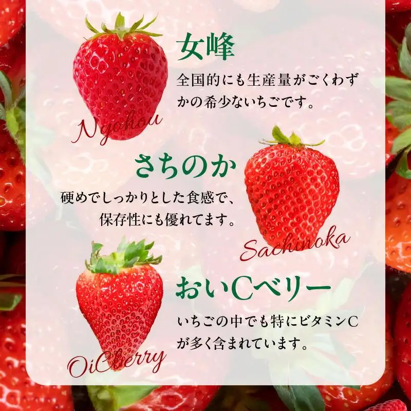 高松市産いちご食べ比べセット 約2kg【2027-1月上旬～2027-6月中旬配送】