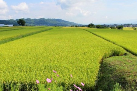 米 令和7年 精米 長野県産 コシヒカリ 10kg