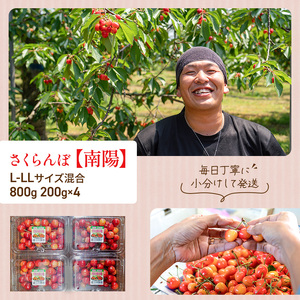 さくらんぼ 800g 南陽 L-LLサイズ混合 サクランボ