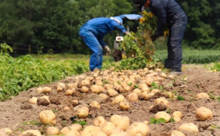 2026白滝じゃが 約10kg ( ふるさと納税 じゃがいも ジャガイモ 北海道産 希少生産 白滝じゃが 大容量 北海道 遠軽町 えんゆう農業協同組合 ) en01-00044