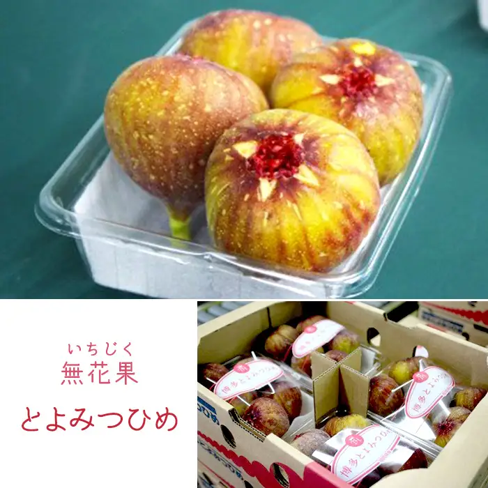 【福岡県産】とよみつひめ（イチジク）　１.２ｋｇ（３００ｇ×４Ｐ） 2L7