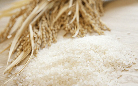 【令和6年産新米】伊吹の食卓米 10kg お米 コシヒカリ 