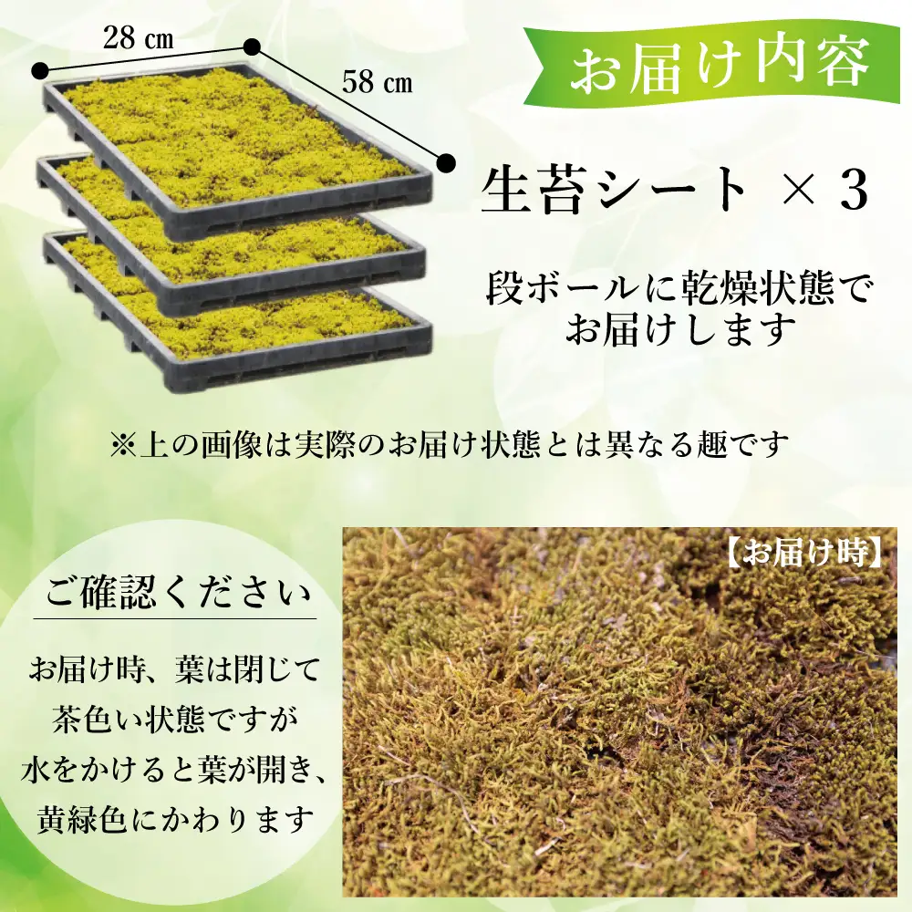 スナゴケ生苔6シート1セット【北海道・沖縄・離島　配送不可】
