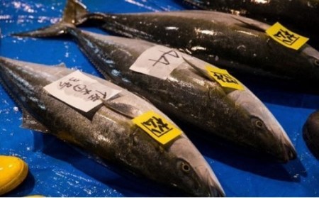 【奇数月6回お届け】氷見直送！ミシュラン星付き店にも卸す魚問…