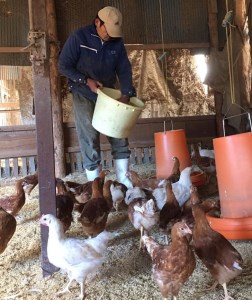 平飼い・有精卵　あさひのたまご　70個+破卵保障10個入り [h001]