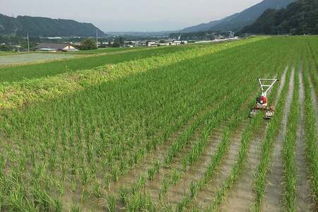 米 令和8年 3回 定期便 つぶら野米 コシヒカリ 白米 3kg×2袋×3回 総計18kg