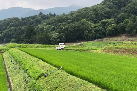 米 令和8年 つぶら野米 コシヒカリ 白米3kg 玄米3kg 計6kg