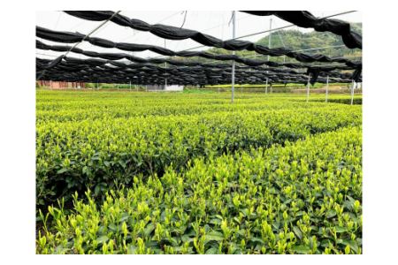＜西尾市吉良町＞かぶせ茶の里　お茶のながや 伝統の味　銘茶　かぶせ茶200g・上かりがね200g・O024-110