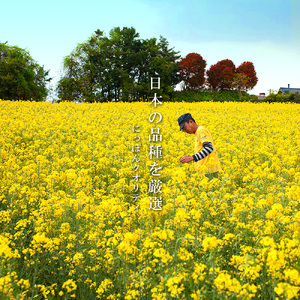 薪焙煎　純国産菜種100%ほうろく菜種油伝承油1本　ほうろく菜種油荒搾り油1本・H003-20