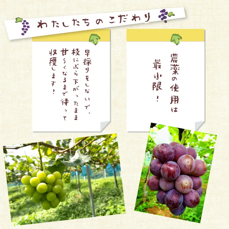 【数量限定/9月発送】 西方寺ぶどう 4-5房（ ピオーネ / シャインマスカット ） 2kg以上
