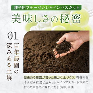 シャインマスカット 等と旬の梨セット計2kg