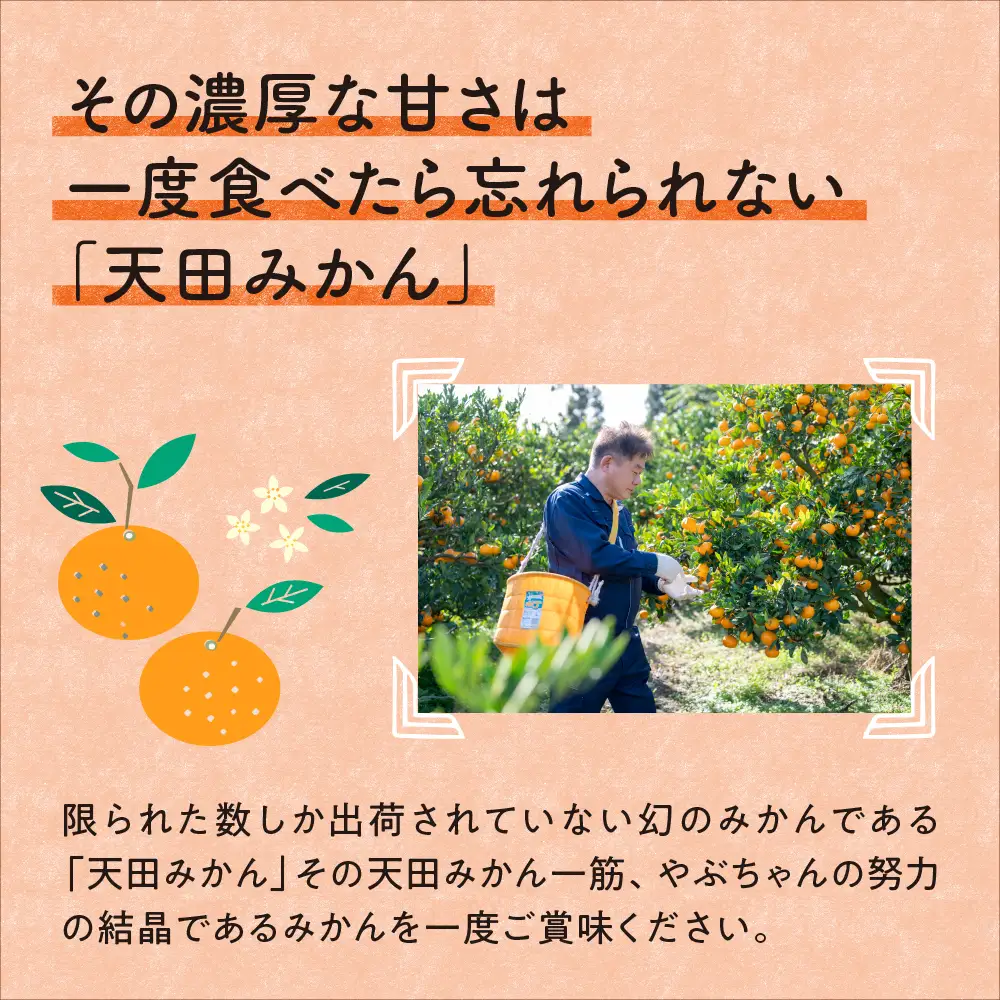 希少！天田みかん（紀州和歌山）ご家庭用10kg【0617-4】