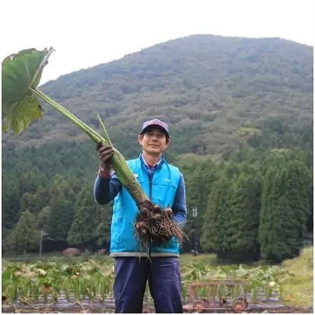 ねっとりと濃い味わいの里芋〈皮むき〉400g×3パック【配送不可地域：離島】【1235626】