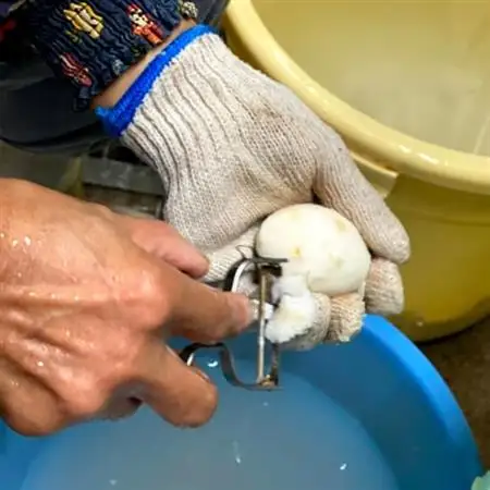 日本三大芋煮の里、津和野の大地で育てた泥付き里芋850g×2袋【1235627】