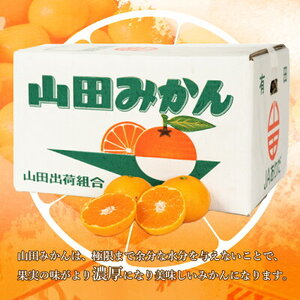 【2026年先行予約】山田みかん 秀品 約5kg (S・M・Lサイズいずれかおまかせ)_AM6001n