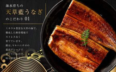 【ミシュラン星付きのプロが愛用】1日10セット限定！海水育ちの天草藍うなぎ 紅白3～4尾セット【合計約600g】数量限定!! 鰻 ウナギ うなぎ うなぎ蒲焼 鰻の蒲焼 うなぎ 国産 白焼き 【2026年6月下旬より順次発送予定】