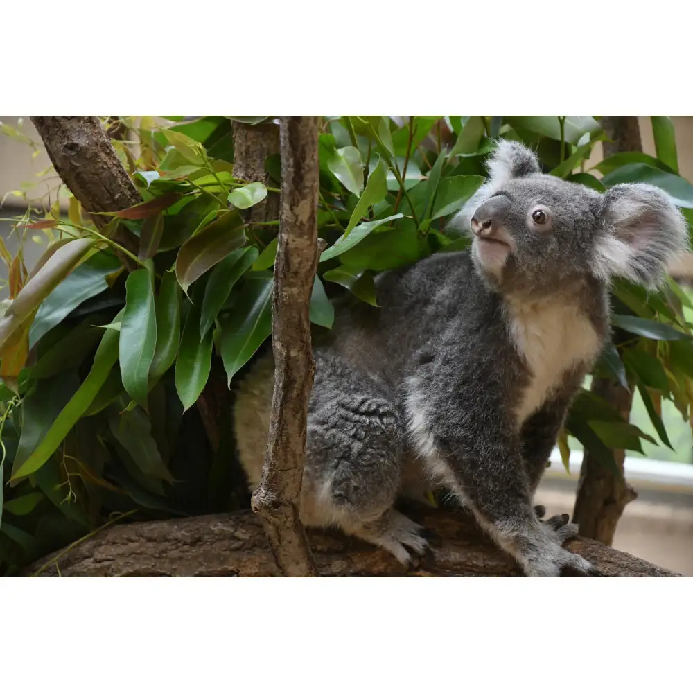 王子動物園グッズ＆年間パスポート