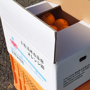 ぽんかん 5kg ポンカン 令和9年1月下旬以降発送 訳あり 柑橘【ぽんかん】【R01080】