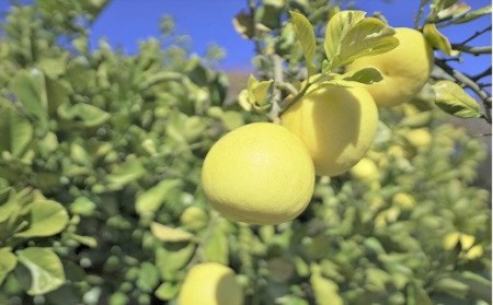 文旦 10kg 楽木工房 の 土佐文旦 家庭用 [3L～4Lサイズ] ［1406-3］