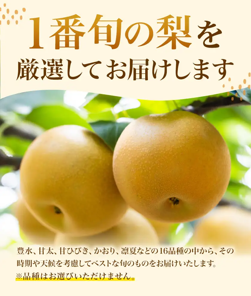 さつま町産 品種おまかせ 梨 3kg 市山梨花園《8月中旬-9月末頃出荷》鹿児島県 さつま町 果物 フルーツ なし ナシ-