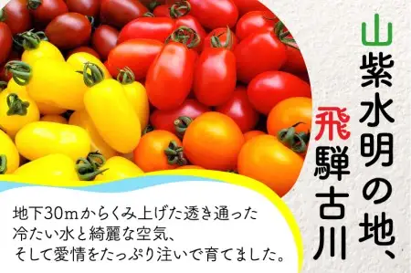 ＜先行予約＞ カラフルミニトマト 1.5kg! ミニトマト 飛騨市