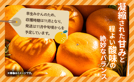 【2026年11月より順次配送】早生みかん 8玉 桐箱入り みかん be-0110
