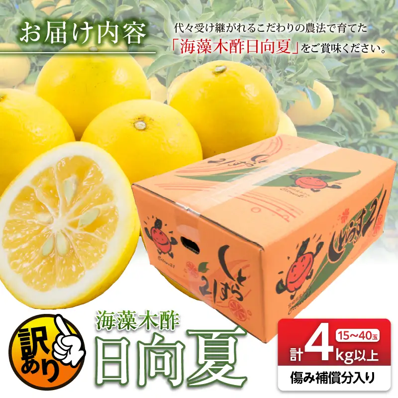 先行予約 訳あり 海藻木酢 日向夏 小夏 計4kg以上 傷み補償分入り_ZZV5-26