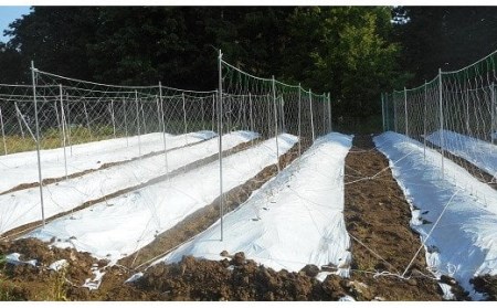 【先行予約・数量限定】小清水の自然薯 1kg（2～3本入） じねんじょ 山芋 とろろ[ZB324]