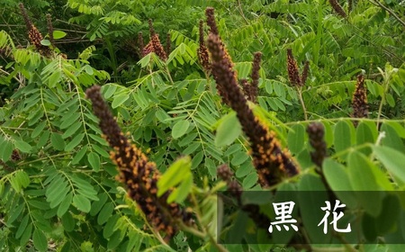【令和8年産・数量限定】国産 非加熱 純粋はちみつ 300g×2種類（アカシア蜜・黒花蜜）食べ比べセット 蜂蜜[Y0450]