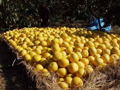 土佐文旦 10kg（小玉）家庭用 文旦