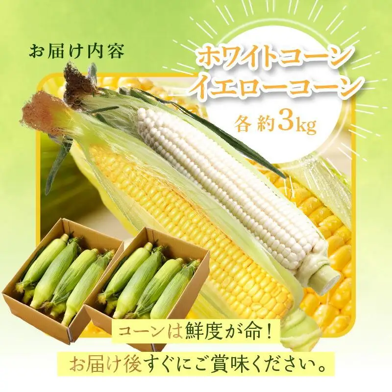瀬戸内ホワイトコーン・イエローコーン食べ比べ 各約3kg【2027-6月中旬～2027-7月中旬配送】| コーン