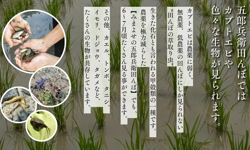 令和7年産・白米30kg（10kg×3）】「五郎兵衛さんのお米」 コシヒカリ