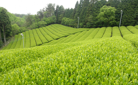 宇治茶詰合せ オーガニック 煎茶 ほうじ茶 和紅茶 宇治茶詰合せ