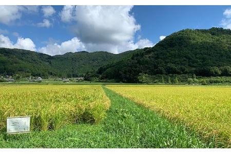 【令和７年産】特別栽培米 特A 丹波篠山産 コシヒカリ (5kg×1袋） こしひかり 減農薬 AD14