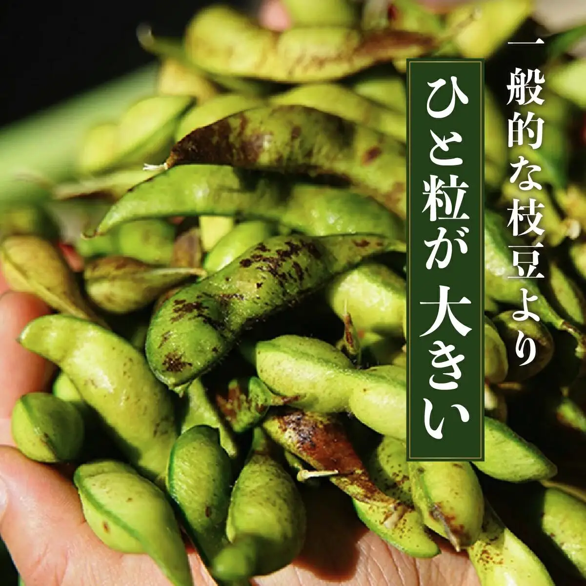 【先行予約】丹波篠山産 黒枝豆 1kg×2袋《晩摘み10/24～31》枝豆 [AQ18]