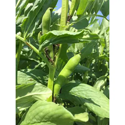旬の奈良野菜セット(旬の野菜7品以上が入ります)/// 夏野菜 季節 厳選 旬 おまかせ 野菜セット セット 詰め合わせ 産地直送 奈良県 広陵町
