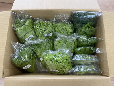 LED水耕栽培 野菜詰め合わせ 1kgセット＜野菜 やさい レタス セロリ ベビーリーフ 詰め合わせ オーガニック 愛媛県 鬼北町＞