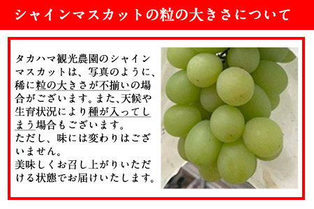 熊本県大津町産 タカハマ観光農園の 朝採れ シャインマスカット 約1kg 1～2房《8月上旬-10月末頃出荷》熊本県 大津町 ブドウ 葡萄 ぶどう シャインマスカット 果物 くだもの スイーツ フルーツ デザート ギフト 種なし クール便 送料無料